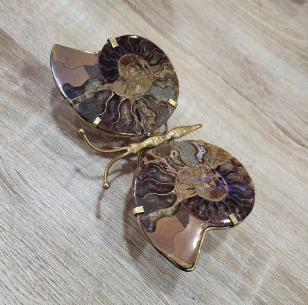 Papillon Ammonite