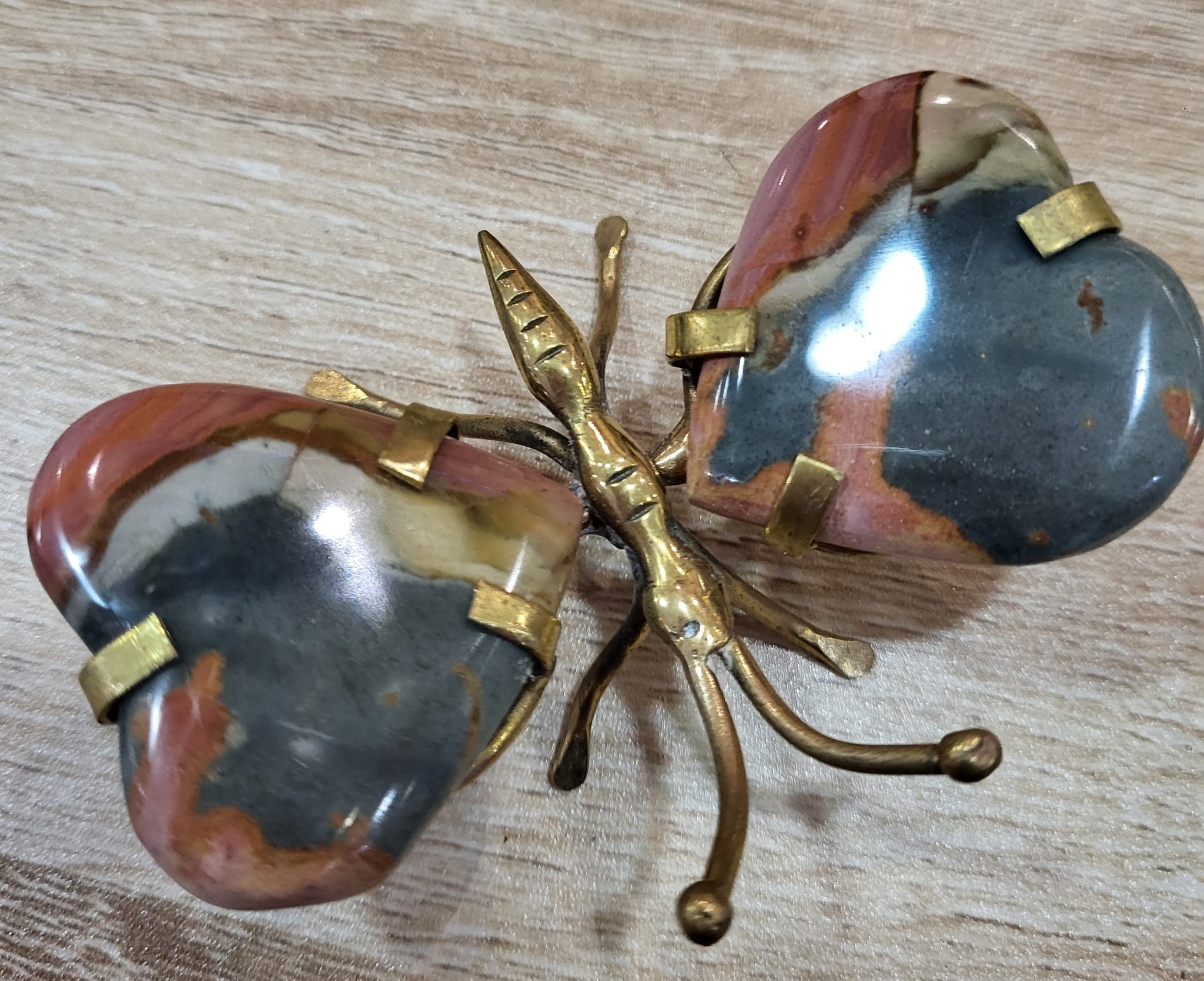 Papillon Jaspe – Image 1